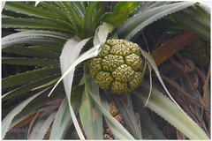 Pandanus fascicularis